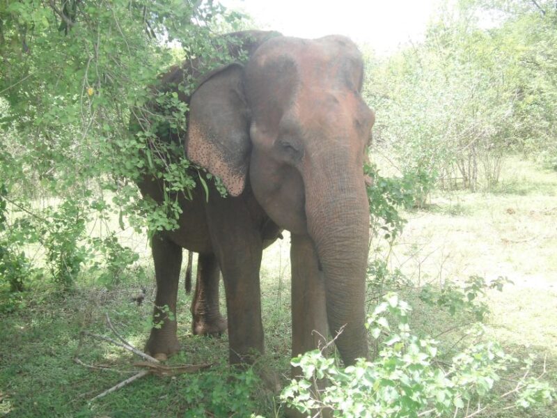 All Inclussive Udawalawa National Park Safari From Colombo - Customer Feedback