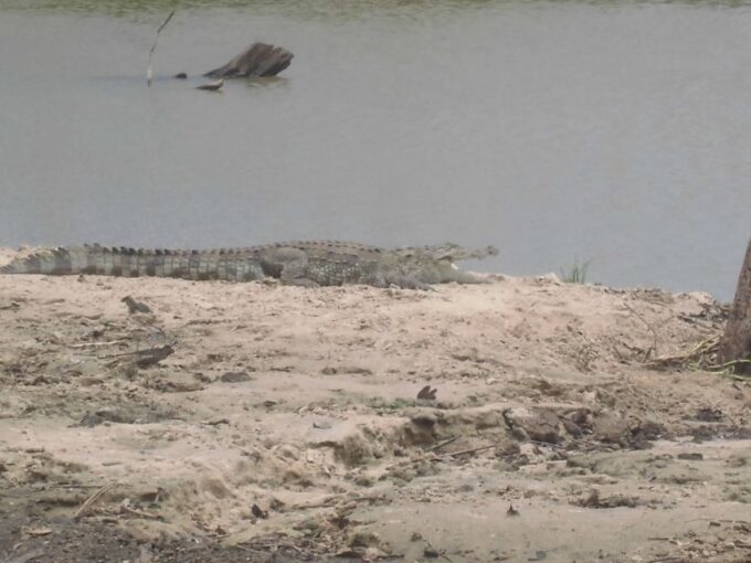 All Inclussive Udawalawa National Park Safari From Colombo - Booking and Cancellation