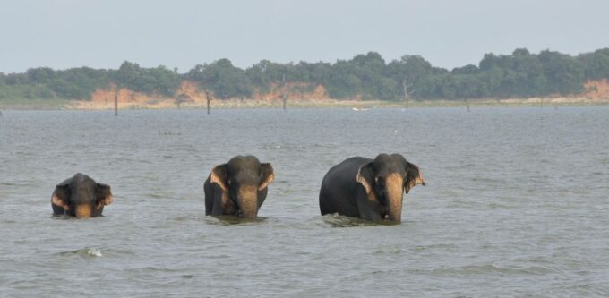 All Inclussive Udawalawa National Park Safari From Colombo - Recap