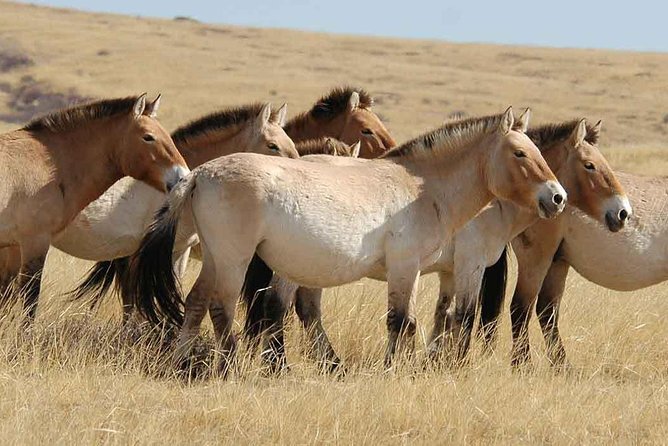 All Mongolia in 4 Days - Included Amenities