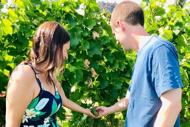 All Star Wineries of Kelowna Tour - Wheelchair Accessibility
