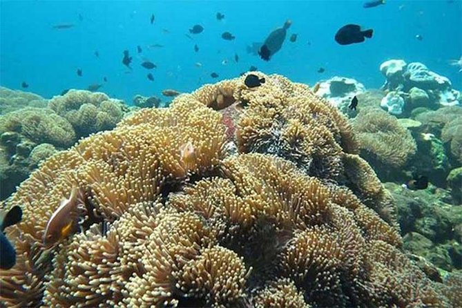 All Ticket Inclusive-Blue Lagoon Snorkeling-Ubud Monkey Forest & Ubud Waterfall - Overview of the Tour
