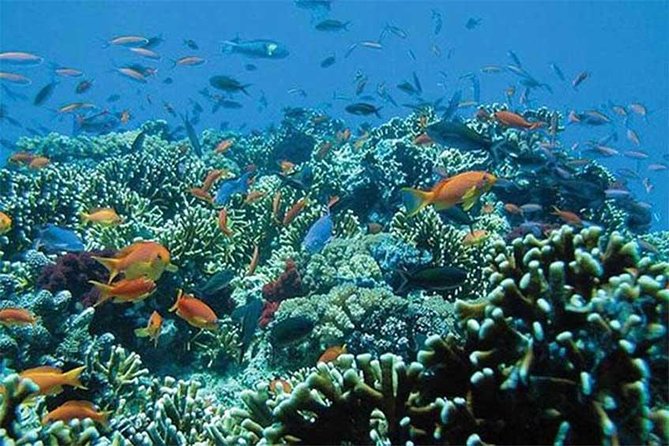 All Ticket Inclusive-Blue Lagoon Snorkeling-Ubud Monkey Forest & Ubud Waterfall - Additional Information