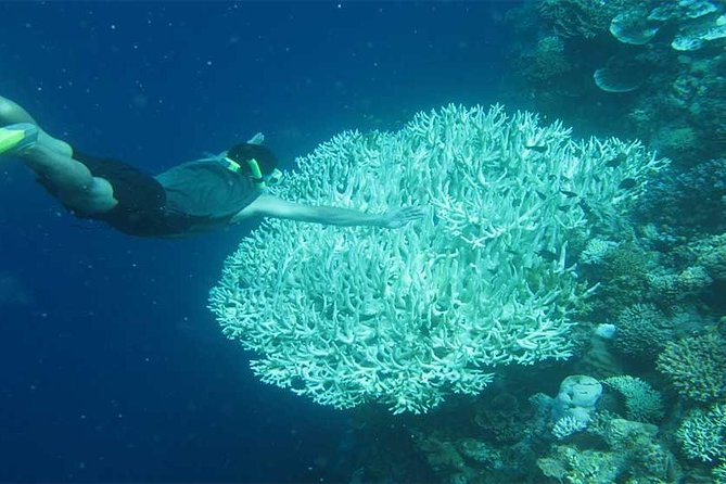 All Ticket Inclusive-Blue Lagoon Snorkeling-Ubud Monkey Forest & Ubud Waterfall - Customer Feedback and Reviews
