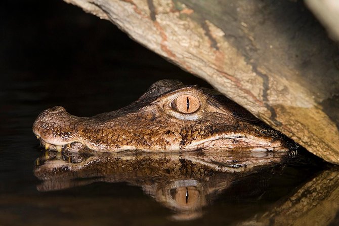 Alligators Night Watch - Key Points