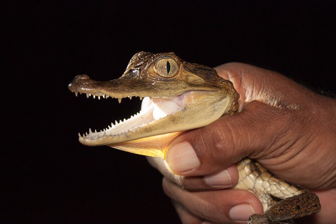 Alligators Night Watch - Pricing and Inclusions