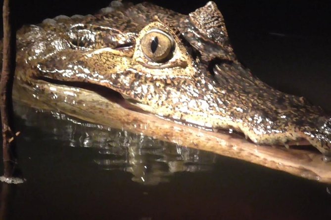 Alligators Night Watch - Meeting and Pickup Details