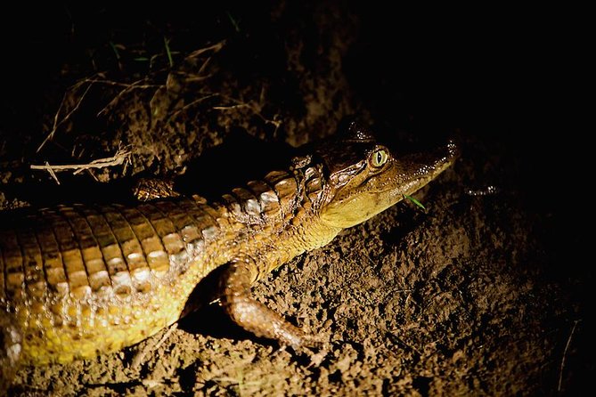 Alligators Night Watch - Tour Accessibility and Restrictions
