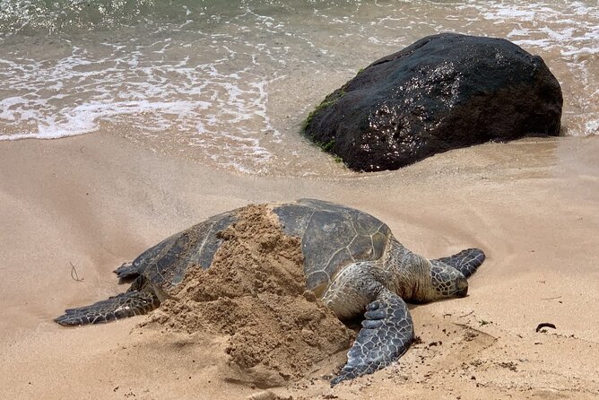 AllStar Oahu Circle Island Tour | Dole | Turtles | Full Day - Meeting and Pickup Details