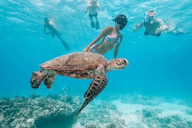 AllStar Oahu Circle Island Tour | Dole | Turtles | Full Day - Highlights: Dole Plantation