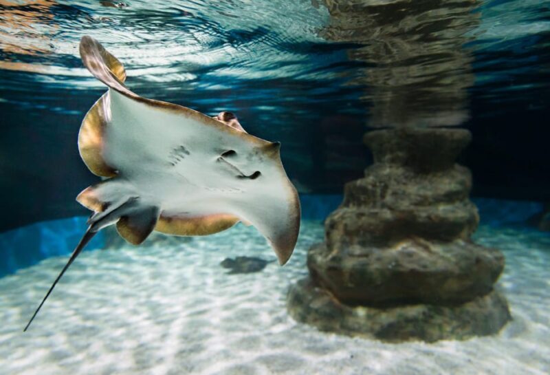 Almeria: Aquarium Costa De Almeria Entry Ticket - Participant Categories
