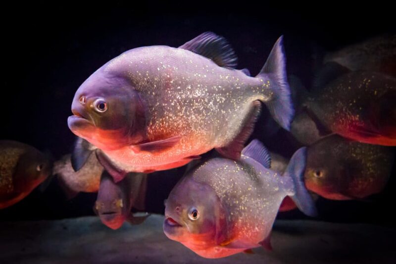 Almeria: Aquarium Costa De Almeria Entry Ticket - Aquarium Zones and Highlights
