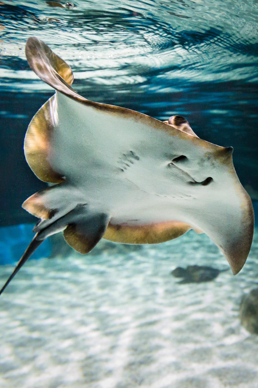 Almeria: Aquarium Costa De Almeria Entry Ticket - Marine Species and Habitats