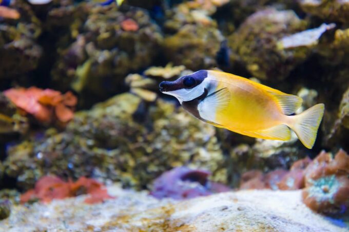 Almeria: Aquarium Costa De Almeria Entry Ticket - Customer Feedback and Ratings