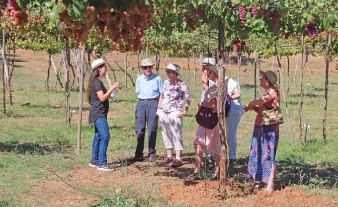 Almeria: Wine Tour and Aperitif From La Alpujarra in Laujar - Organic Winemaking and Vineyard