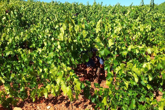 Almería Wine Tour, Tasting in Bio Winery and Aperitif in English - Key Points