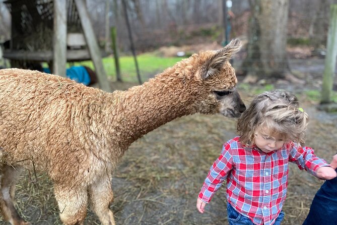 Alpaca and Llama Encounter With Guided Walk - Guided Walk Through the Ranch