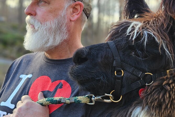Alpaca and Llama Encounter With Guided Walk - Interacting With the Alpacas and Llamas