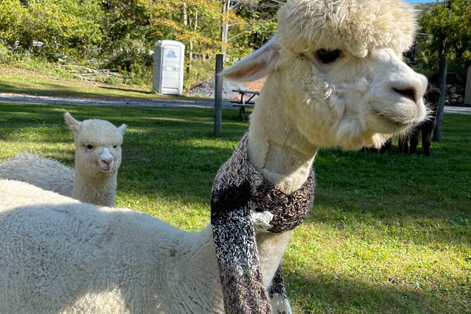 Alpaca and Llama Encounter With Guided Walk - Benefits of the Alpaca and Llama Encounter