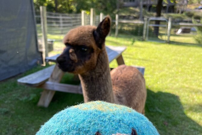 Alpaca and Llama Encounter With Guided Walk - Booking and Logistics
