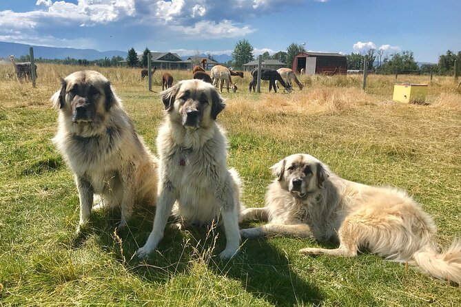 Alpaca and Llama Farm Tour - Cancellation Policy