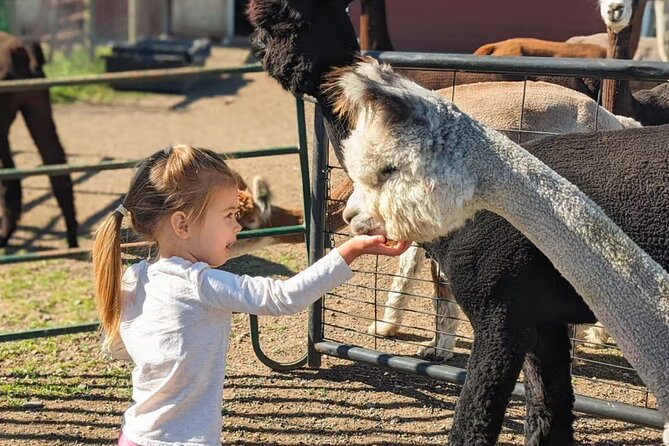 Alpaca and Llama Farm Tour - Pricing