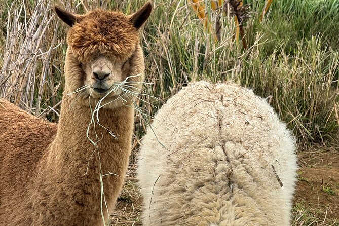 Alpaca Farm Experience on the Road to Hana - Exploring the Farm Grounds