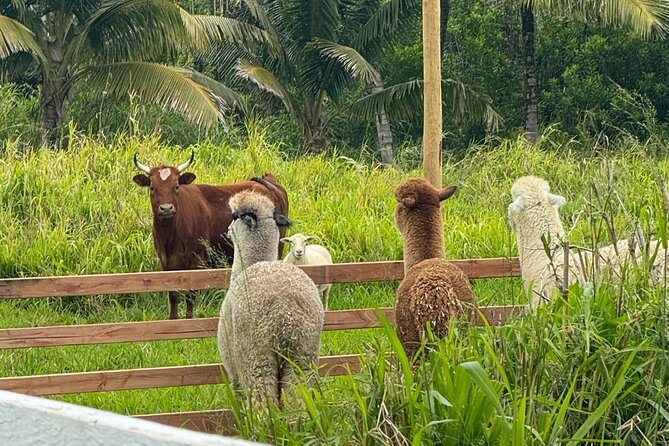Alpaca Farm Experience on the Road to Hana - Feeding the Alpacas