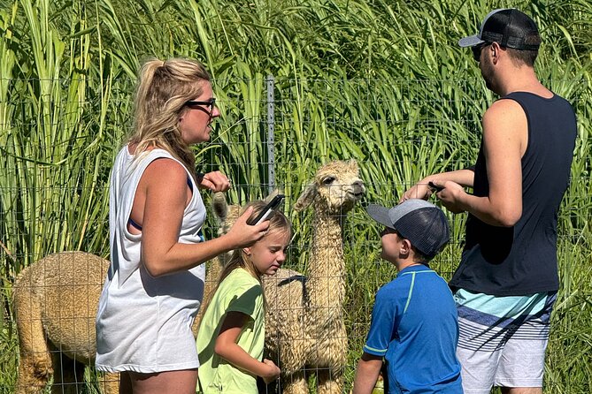 Alpaca Farm Experience on the Road to Hana - Learning About Alpacas