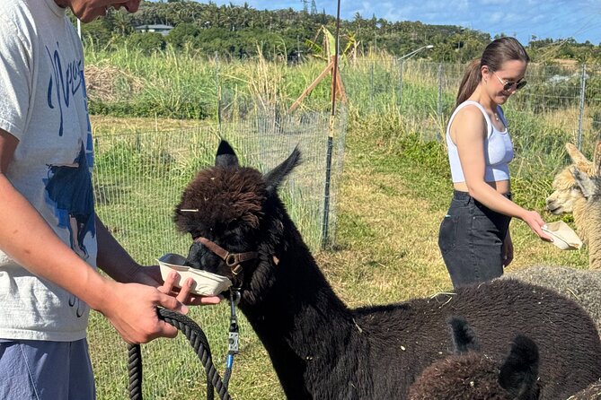 Alpaca Farm Experience on the Road to Hana - Accessibility and Participation