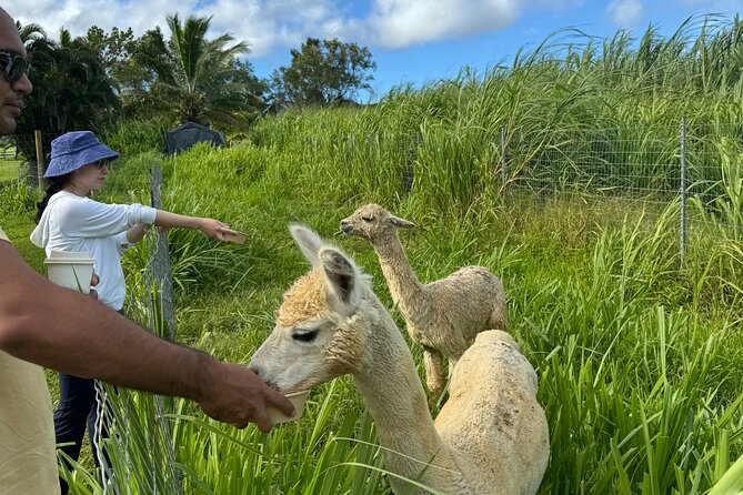 Alpaca Farm Experience on the Road to Hana - Booking and Cancellation Policy