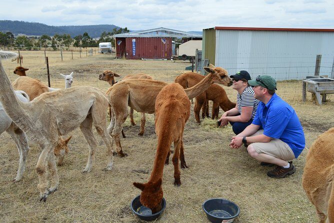 Alpaca Farm Tours with Toffeemont - What Makes This Alpaca Tour Special?