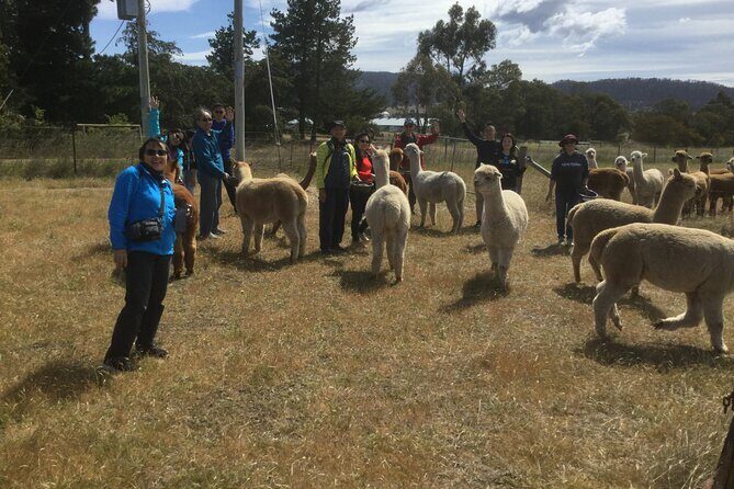 Alpaca Farm Tours with Toffeemont - Who Would Enjoy This Tour?