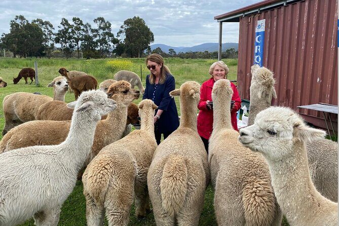 Alpaca Farm Tours with Toffeemont - The Sum Up