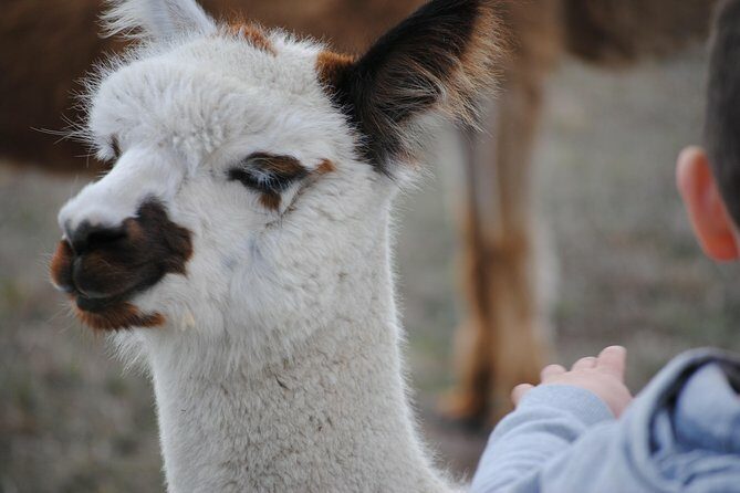 Alpaca Farm Tours with Toffeemont - FAQ
