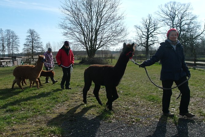 Alpaca Hike in the Barnimer Feldmark - Booking and Cancellation