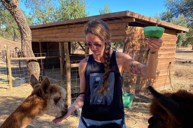 Alpaca Meet and Feed in Grândola - Booking and Cancellation
