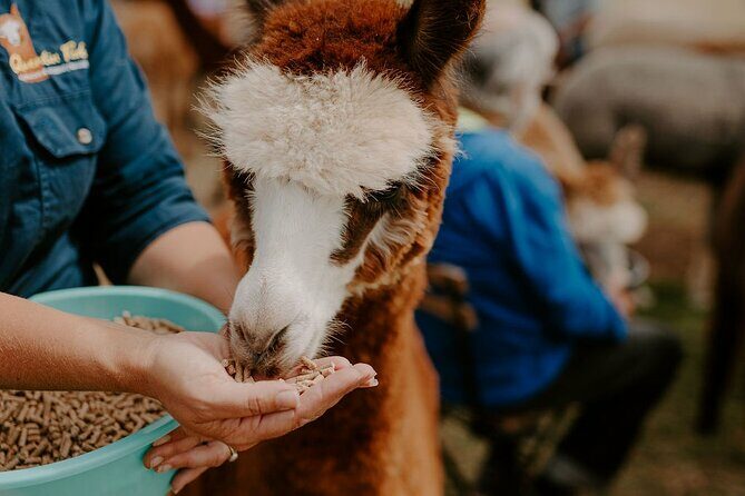 Alpaca Meet and Greet Experience in Peterborough - Key Points