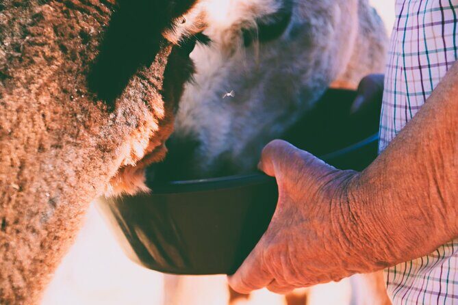 Alpaca Meet and Greet Experience in Peterborough - A Detailed Look at the Alpaca Meet and Greet Experience