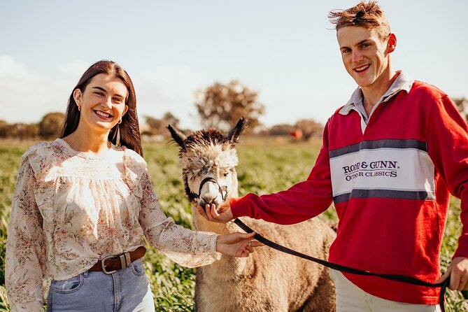 Alpaca Meet and Greet Experience in Tomingley - Activities and Attractions