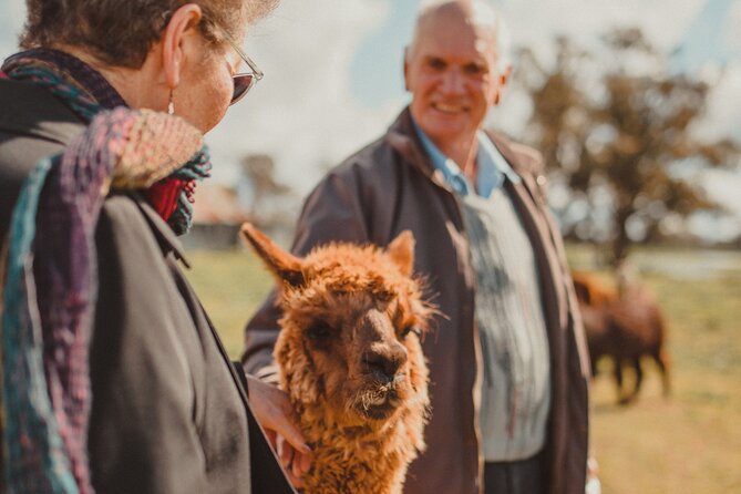 Alpaca Meet and Greet Experience in Tomingley - Duration and Logistics