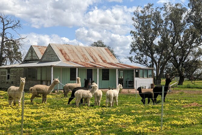 Alpaca Meet and Greet Experience in Tomingley - Booking Information and Reviews