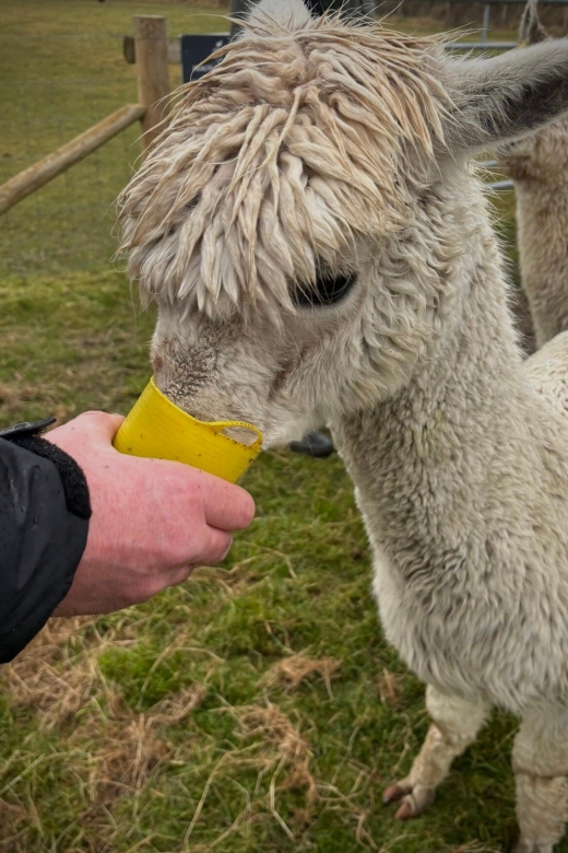Alpaca Meet & Greet - Pricing and Booking