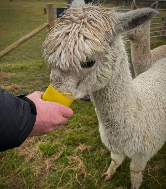 Alpaca Meet & Greet - Meeting the Alpacas