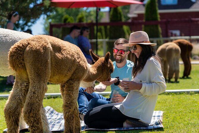 Alpaca Picnic Experience in Oregon - The Experience in Detail