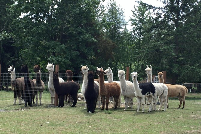 Alpaca Ranch and Fiber Processing Mill Tour - Private Tour of Alpaca Farm