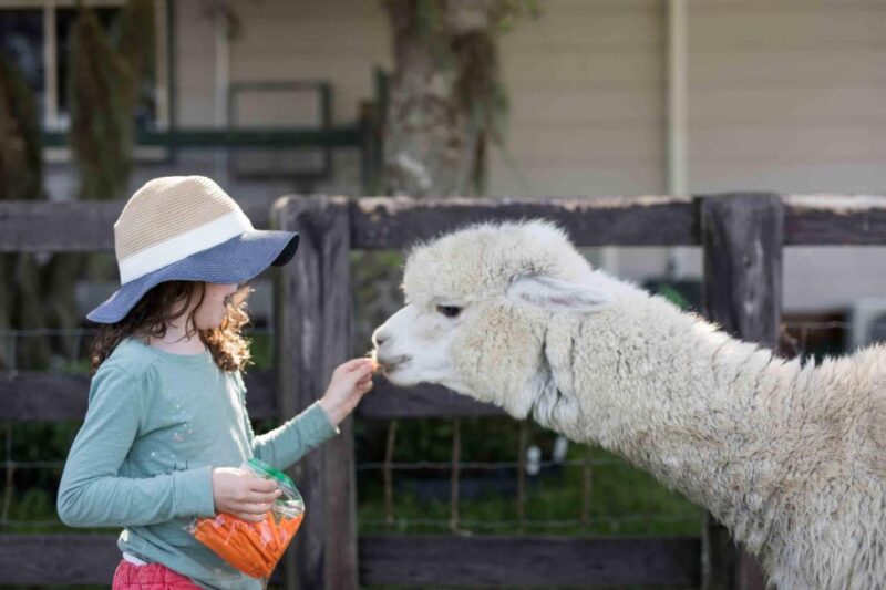 Alpaca Therapy and Artisanal Creativity - Ceramics Workshop and Store