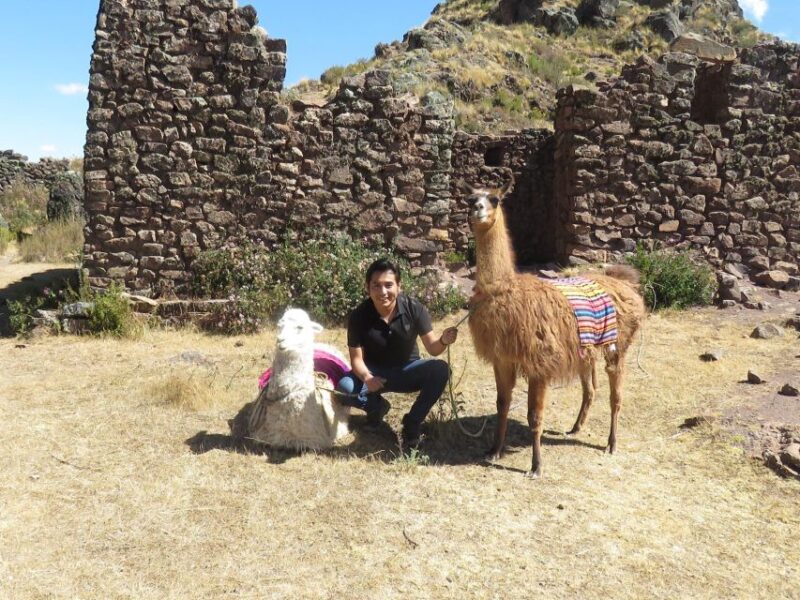 Alpaca Therapy and Healing With Clay - Key Points