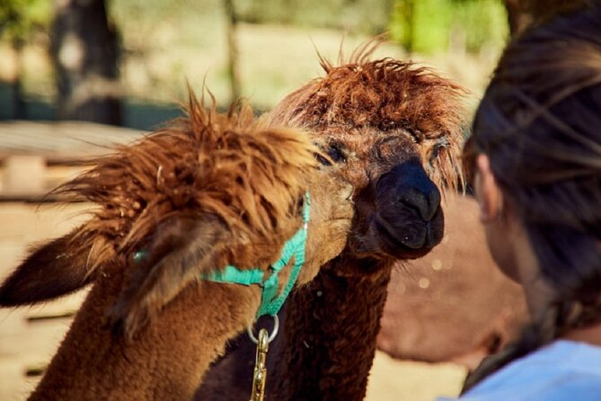 Alpaca Trek - Meeting the Friendly Alpacas
