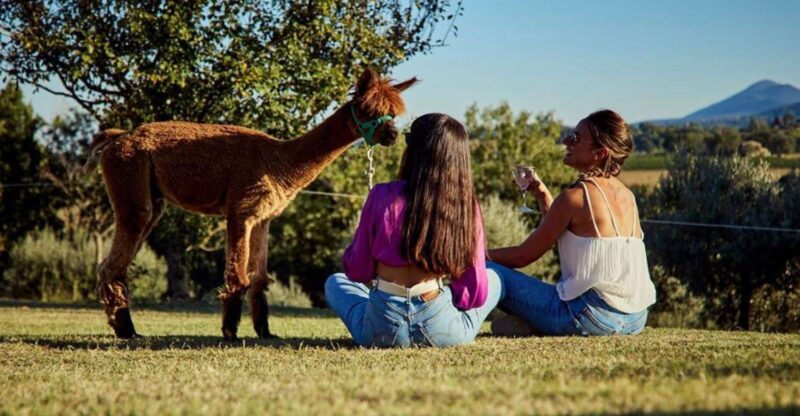 Alpaca Trek in Valdichiana Senese - Booking Information